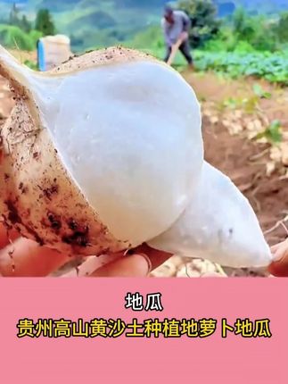 贵州地萝卜吃得了,皮薄肉厚,脆甜多汁,喜欢的老乡整点去吃 #地萝卜 #优质农产品 #地瓜