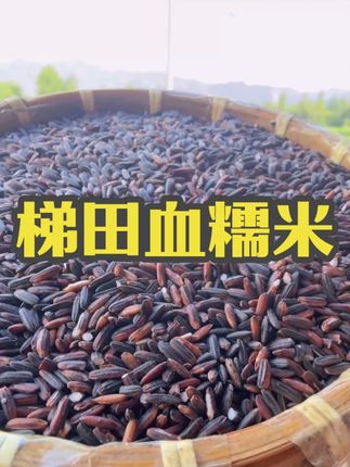 2024年新米贵州梯田血糯米胚芽米低脂五谷杂粮花青素紫米试吃 #梯田血糯米 #优质农产品 #好食材好味道 #立秋开吃啦 #真材实料好味道