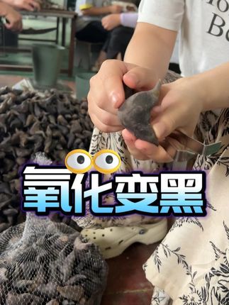收到黑黑的菱角不要担心! 菱角采起来是绿色的,但是收到货后外壳会氧化变黑,这属于正常现象。正常煮熟吃就好了#新鲜采摘 #粉糯香甜 #优质农产品