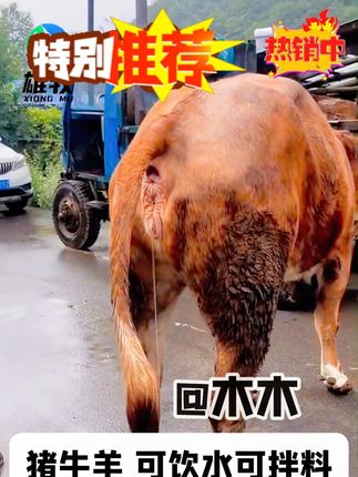 母牛 #养殖 #母牛 #母牛养殖 #繁殖母牛 #养牛人