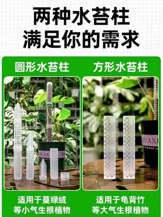 头一回直观感受到 水苔柱对一颗爬藤植物的影响!想要你的植物不缩叶株形好 赶紧给它上个水苔柱吧!#水苔柱  #热植养护  #火焰麒麟尾  #白锦龟背竹 #好物分享