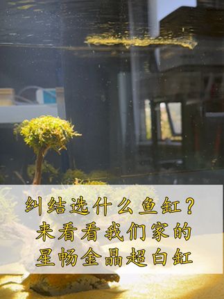 还在纠结选什么样的鱼缸吗?来看看我们家的星畅金晶超白缸 #鱼缸  #金晶超白缸 #金晶超白 #超白鱼缸 #星畅