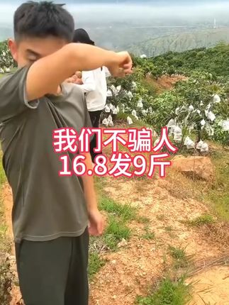 四川攀枝花凯特芒果 真的是又便宜又好吃,肉质又厚又香甜多汁!#凯特芒果