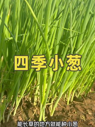 爱吃小葱的推荐你也在家种些 #小葱 #种植 #种子