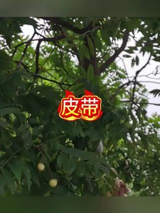 【福利品】袋鼠无扣头牛皮皮带男士时尚年轻人裤腰带百搭商务男带身#皮带 #皮带扣维修 #皮带扣 #皮带机 #腰带