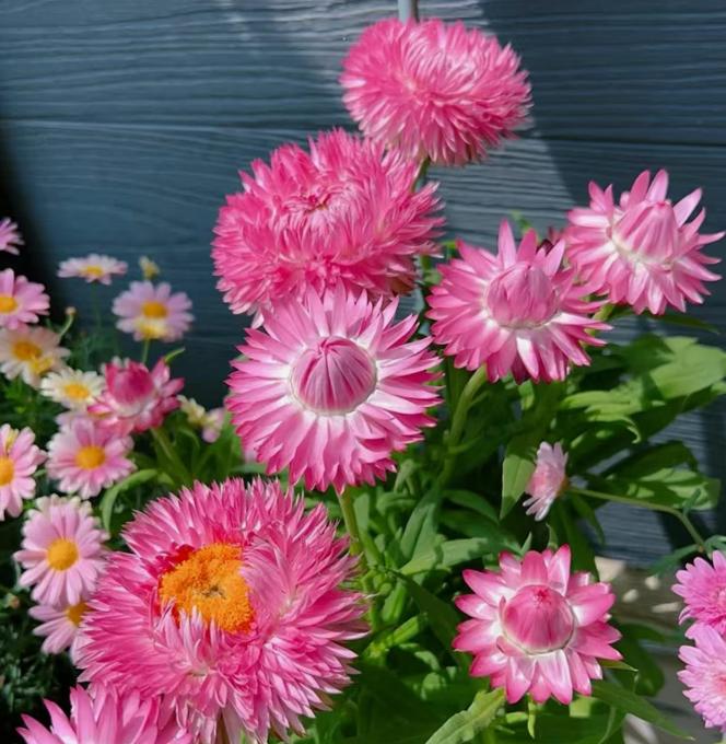 家里有空地空花盆的都可以种这个#麦秆菊 #爱生活爱养花 #家庭种植 #一花一草一世界 #爱生活爱鲜花