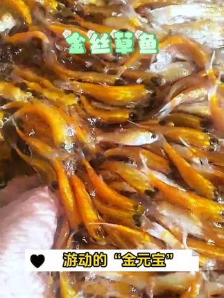 据说它被称为招财鱼,金色的鳞片闪烁着耀眼的光辉#观赏鱼 #金丝草鱼 #养鱼人 #养鱼日记