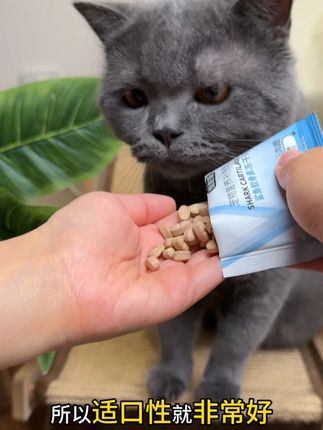 毛孩子不会说话我们做家长的一定要注意早点补充鲨鱼软骨素 #维耐斯 #养猫新手 #科学养宠攻略