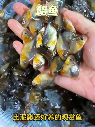 比泥鳅还好养的观赏鱼你养过吗?#观赏鱼 #养鱼人 #淡水鲳鱼 #水族