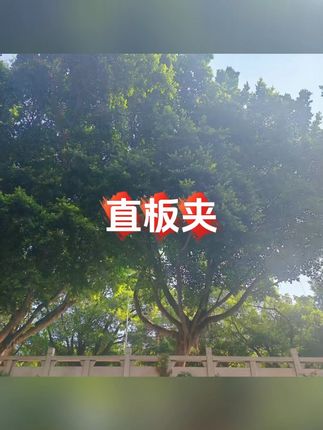 YANGZI/扬子直板夹弧形夹板直发卷发负离子拉直夹板迷你卷发棒#直板夹 #直板夹卷发 #卷发棒 #卷发棒做卷发 #卷发棒推荐