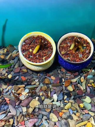 养鱼想偷懒不换水?这个神奇的种球就能帮你实现! #养鱼日常 #茨菇 #水草 #生活一半烟火一半清欢 #生活的美无处不在