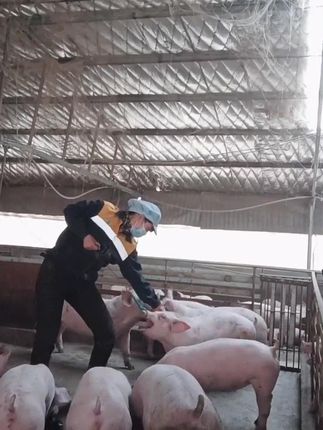 #仔猪保定器套猪器养猪设备