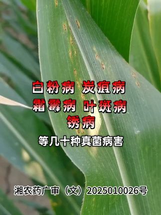 吡唑醚菌酯具有有良好的内吸性和渗透传导性,同时还能预防几十种真菌性病害#杀菌剂 #杀菌 #农业 #农业种植 #病虫害防治