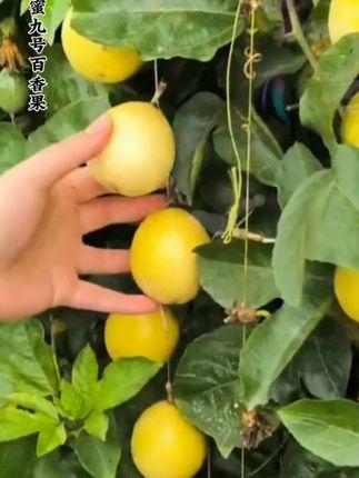 一口闷的纯甜百香果我也是吃到了,真的超甜,一口爆汁,每一箱都送了这个开口器。#黄金百香果 #新鲜应季水果 #优质农产品