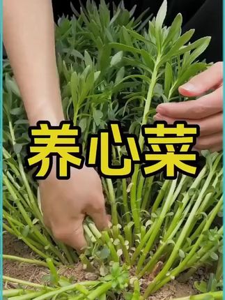 #高钙养心菜 营养丰富,凉拌热炒涮火锅都很美味,好吃好种,懒人新手也能轻松种植#高钙养心菜种子