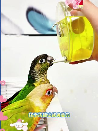 鹦鹉轻松学会的饮水器 用它喝水干净卫生,装满够用好多天,不用天天换水了! #鹦鹉撞针水壶 #鹦鹉饮水器 #鹦鹉喝水