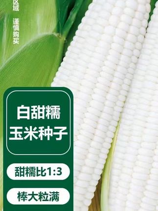 白糯玉米种子甜糯型粘糯香甜白色玉米种子营养粘苞米籽高产包邮 #白糯玉米种子甜糯型粘糯香
