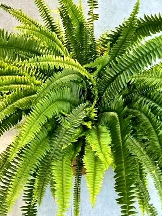 很好养的波斯顿蕨,放室内不止好看还可以净化空气#盆栽 盆栽绿植 #波斯顿蕨