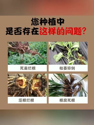 根腐烂根软腐农作物专用根腐抑制剂苗期死棵僵苗青枯立枯促生新根#根腐抑制剂 #农作物 #促生新根 #苗期护理 #防治病害