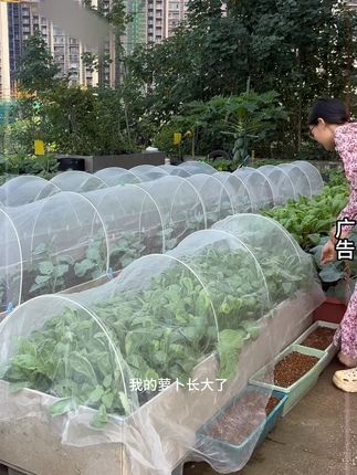 自己种菜不想打药, 防虫网就是最好的物理防虫方法#防虫网 #防虫小妙招 #防虫 #蔬菜防虫