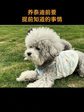 #泰迪 #宠物 #狗狗知识 #宠物知识