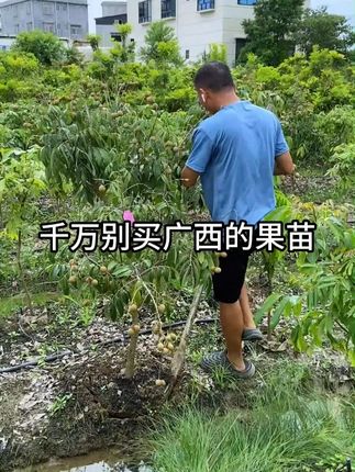 这是你买的带果龙眼大苗打包过程,请查看 #龙眼苗 #果树种植 #苗木种植基地 #果苗供应 #三农