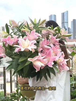 立秋种一盆重瓣香水百合,香漂满院,邻居直夸:真香! #重瓣香水百合种球 花色多花量大,种植简单好管理,喜欢养花的千万别错过#阳台小院均可种植 #香水百合 #花卉绿植 #香水百合花