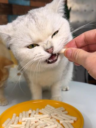 这鸡胸奶酪棒磨牙解馋了,好吃有营养补钙又美味,猫咪还喜欢吃。#猫咪零食 #冻干羊奶棒 #养猫好物 #萌宠好物