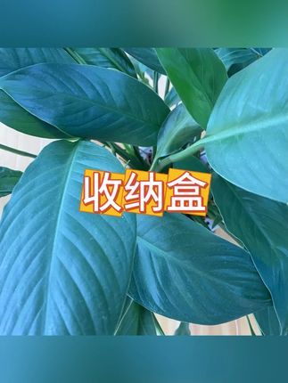 路由器收纳 #电线整理 #桌面整洁 #置物架 #收纳盒 #插座