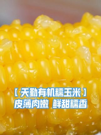 【天勤有机糯玉米】每根都是皮薄肉嫩,吃起来鲜甜糯香! #玉米 #好吃到停不下来 #软糯香甜 DL
