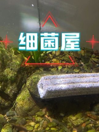 细菌屋,你知道怎么挑选吗? #细菌屋 #滤材 #水族 #空气缸