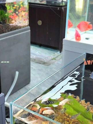 60以下鱼缸的朋友们,可以尝试一下这个三合一滴流瀑布过滤器 #溪流缸 #鱼缸里的大自然 #过滤系统 #水族