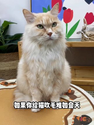 家里猫咪凶凶,剪指甲洗澡不配合还咬人的,可以安排这个猫咪头套,方便好用!#防咬口罩 #萌宠好物 #新手养猫