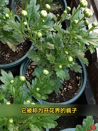秋天阳台花盆可以种这个糖果菊,它开花漂亮,清新怡人。#养花小知识 #家庭园艺 #种植小技巧