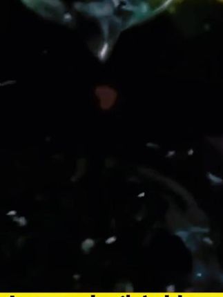 【9.9元3瓶】拍2单发9瓶 土壤活化剂疏松土壤防止板结促生根速溶 #A股 #财经科普 #美国降息 #祖国强大 #牛市