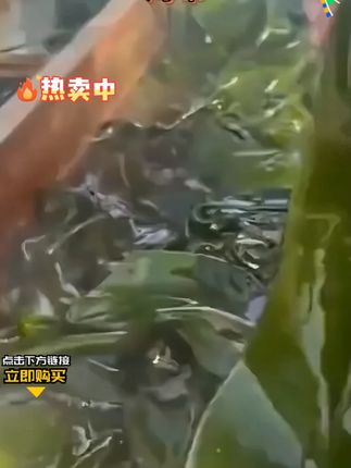 今年头茬海菜连箱子带菜一共五斤装#海带 #头茬海带 #正宗海带 #海带片 #新鲜海带