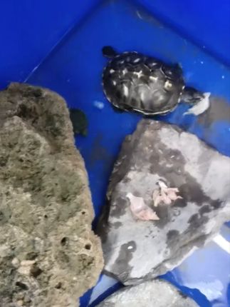 薄款螺纹破洞短款高腰修身半高领长袖T恤女炸街甜美可爱风格衣服#薄款螺纹长袖T恤 #长袖T恤 #破洞内搭 #可爱风格衣服 #上衣