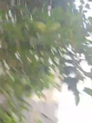 柏韵姿猪鬃毛打毛梳化妆师专用盘发尖尾梳女士美发蓬松卷发三排梳#三排梳 #化妆师专用三排梳 #卷发三排梳 #三排梳推荐 #三排梳分享