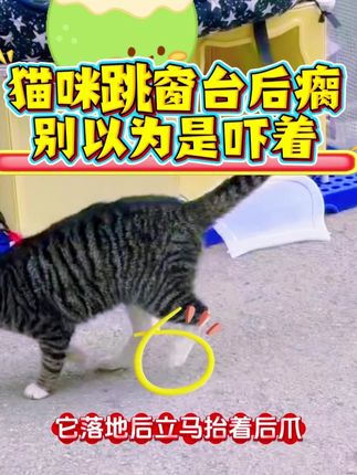 #猫咪关节炎#猫咪日常#猫咪腿瘸了#猫咪一瘸一拐#猫咪关节养护
