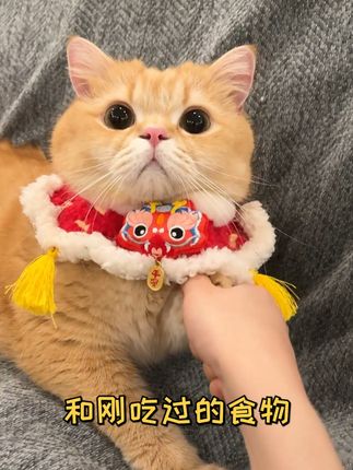 一只鱼蛋仔🐱