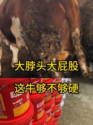 #育肥牛 #三农 #安卡尼汀催肥小料