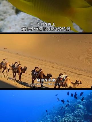 硅胶牙苔刷