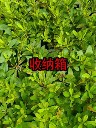 #收纳箱  #车载用品  #后备箱整理