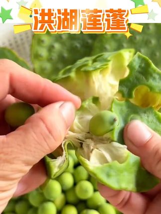 顺丰包邮洪湖莲蓬莲子新鲜生吃现摘现发嫩莲子水果莲#洪湖莲蓬 #莲子 #生吃 #莲蓬 #水果莲