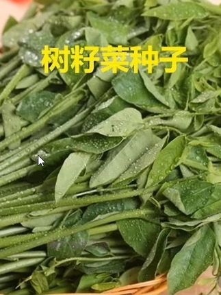 #树仔菜 又叫益肝菜,营养丰富,房前屋后空地空花盆都能种