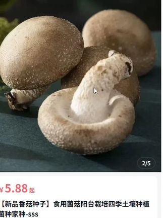 新品香菇菌种家种青碟花菌种子绿菇菌种人工菌种阳台栽培
