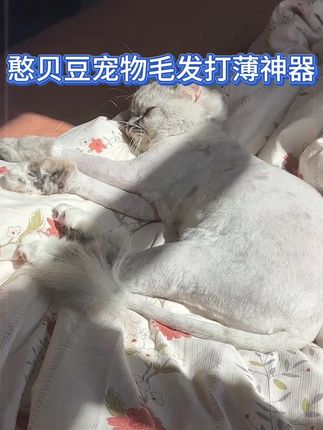 能打薄就不要剃毛#萌宠好物 #猫咪梳子 #宠物打薄梳 #去浮毛梳子