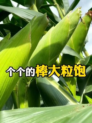 #玉米 #玉米种植 种玉米你就用它。高产高收不是梦。