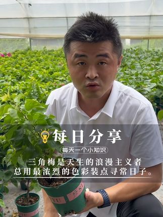 三角梅是天生的浪漫主义者,总用最浓烈的色彩装点寻常日子。 三角梅适合在疏松透气、排水良好且肥沃的微酸性土壤中生长。是强阳性花卉,每天至少需要8小时以上的直射光照,三角梅喜肥,定期修剪能保持三角梅良好的株型,还可减少养分消耗。#老花医 #养花小知识 #园艺生活 #三角梅