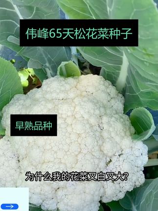 #早熟松花菜种子 #松花菜种子 #早熟花菜种子 #花菜种子 #青梗松花菜种子